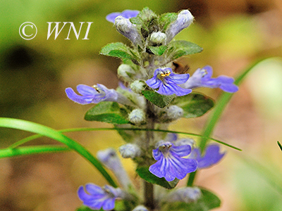 Creeping Bugleweed (Ajuga reptans)